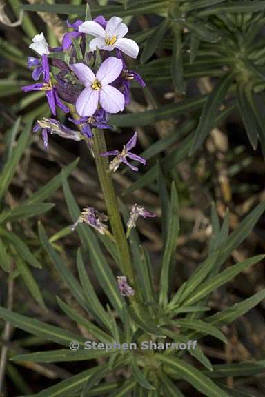 erysimum scoparium 3 graphic